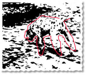 Dalmatian outlined